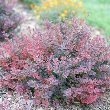 Berberis thunbergii 'Sunjoy Mini Maroon®' (124483)