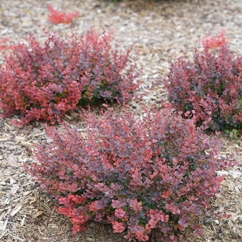 Berberis thunbergii 'Sunjoy Mini Maroon®' (124484)