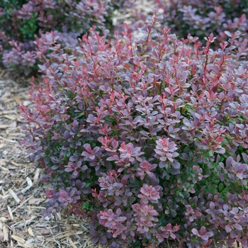 Berberis thunbergii 'Sunjoy Todo®' (124487)