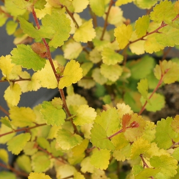 Betula x plettkei 'Cesky Gold®' (124492)