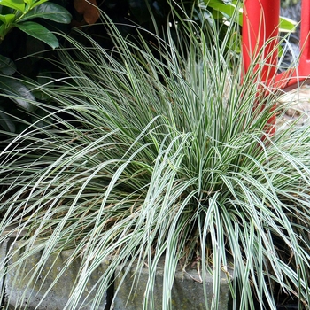 Carex oshimensis EverColor® 'Everest' (124703)