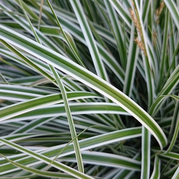 Carex oshimensis EverColor® 'Everest' (124704)