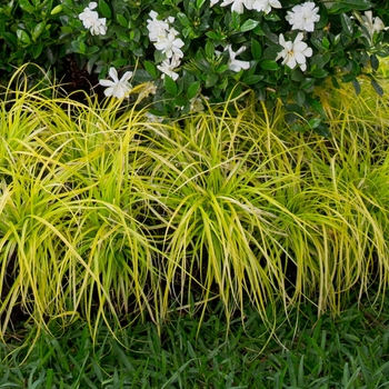 Carex oshimensis EverColor® 'Everillo' (124708)