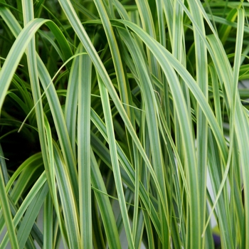 Carex oshimensis EverColor® 'Everlime' (124714)