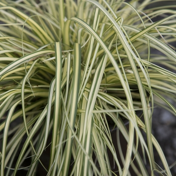 Carex oshimensis Evercolor® 'Everoro' (124716)