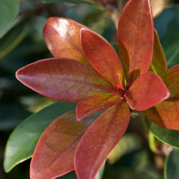 Ternstroemia gymnanthera 'Bronze Beauty™' (124727)