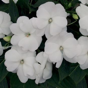 Impatiens hawkeri Infinity® 'White' (124839)