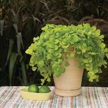 Lysimachia nummularia 'Goldilocks' (124858)