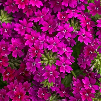 Verbena Superbena Royale® 'Plum Wine' (124960)