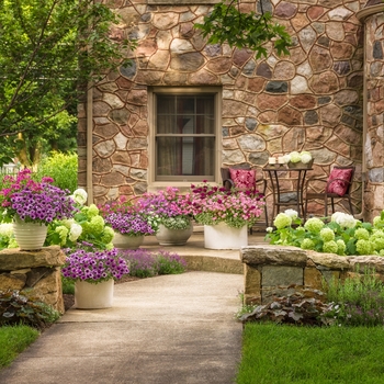 Verbena Superbena Royale® 'Plum Wine' (124962)