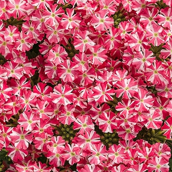 Verbena Superbena® '' (124963)