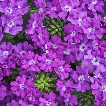 Verbena Superbena® 'Violet Ice' (124965)