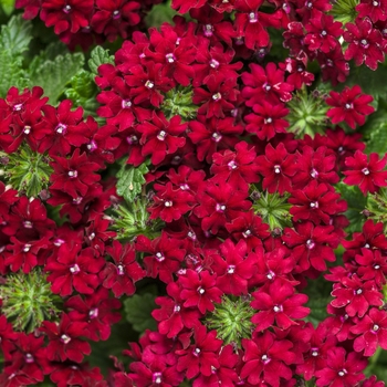 Verbena Superbena Royale® 'Romance' (124967)