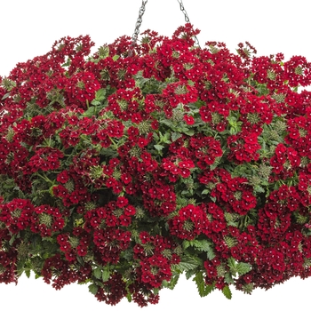 Verbena Superbena Royale® 'Romance' (124969)