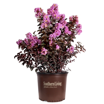 Lagerstroemia indica Delta Eclipse™ '' (125069)