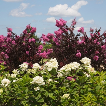 Lagerstroemia indica Delta Fuchsia™ '' (125074)