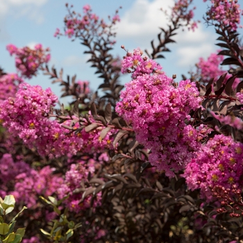 Lagerstroemia indica Delta Fuchsia™ '' (125076)