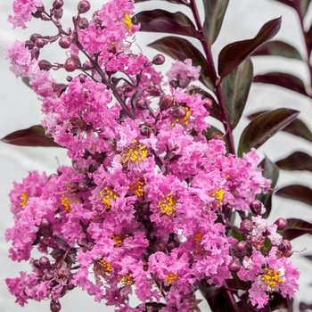 Lagerstroemia indica Delta Fuchsia™ '' (125077)