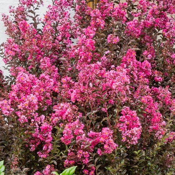 Lagerstroemia indica Delta Fusion™ '' (125079)