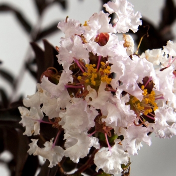 Lagerstroemia indica Delta Moonlight™ '' (125088)