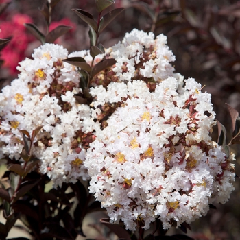 Lagerstroemia indica Delta Moonlight™ '' (125089)