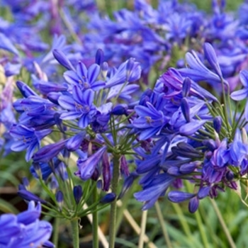 Agapanthus 'Little Blue Fountain™' (125181)