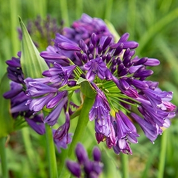 Agapanthus 'Ever Amethyst™' (125186)