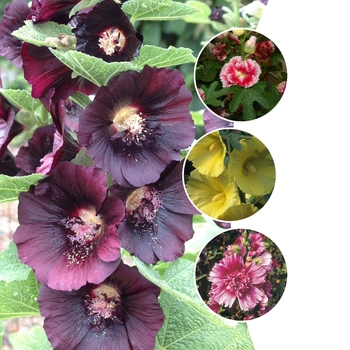 Alcea 'Multiple Varieties' (125771)