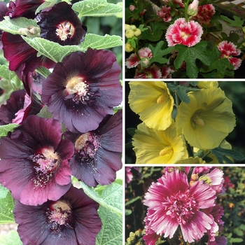 Alcea 'Multiple Varieties' (125773)