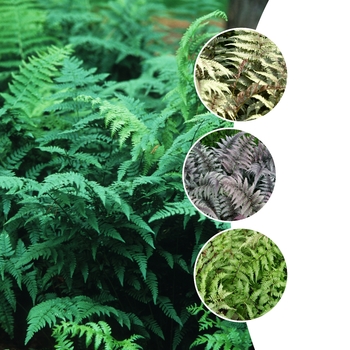 Athyrium 'Multiple Varieties' (125777)