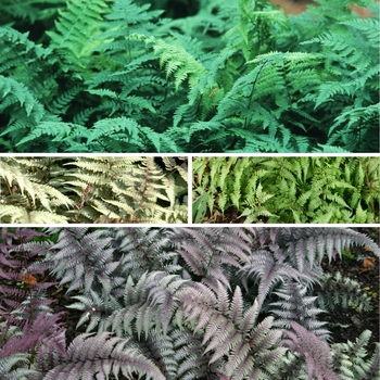 Athyrium 'Multiple Varieties' (125778)