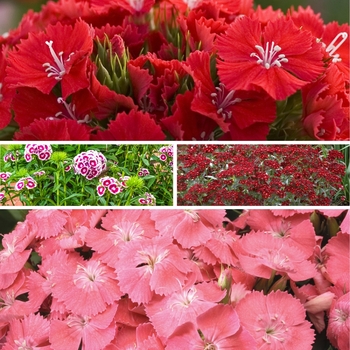 Dianthus barbatus 'Multiple Varieties' (125781)