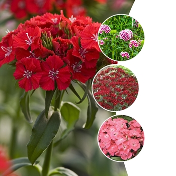 Dianthus barbatus 'Multiple Varieties' (125782)