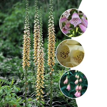 Digitalis '' (125790)