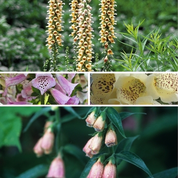 Digitalis '' (125791)