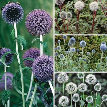 Echinops 'Multiple Varieties' (125793)