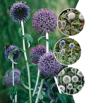 Echinops 'Multiple Varieties' (125794)