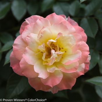 Rosa 'Oso Easy Italian Ice®' (125817)