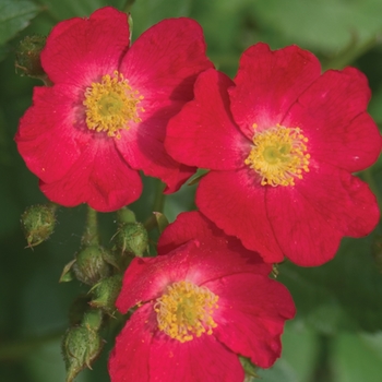 Rosa Oso Easy® '' (125828)