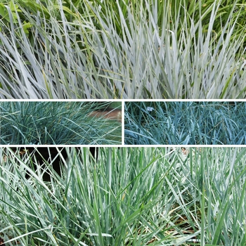 Elymus 'Multiple Varieties' (125901)