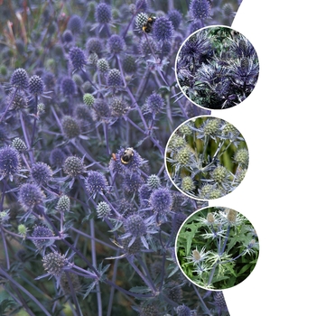 Eryngium 'Multiple Varieties' (125903)