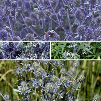 Eryngium 'Multiple Varieties' (125904)