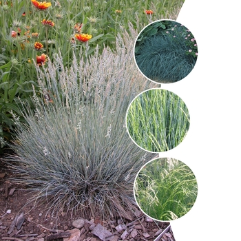 Festuca 'Multiple Varieties' (125907)