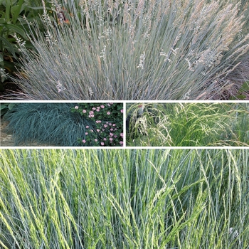 Festuca 'Multiple Varieties' (125908)