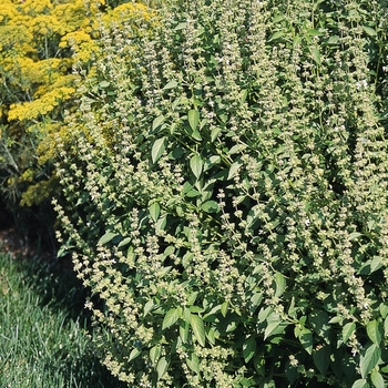 Ocimum basilicum 'Sweet Dani' (126243)