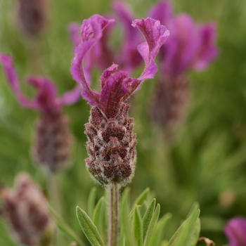 Lavandula stoechas 'Anouk Deep Rose' (126246)