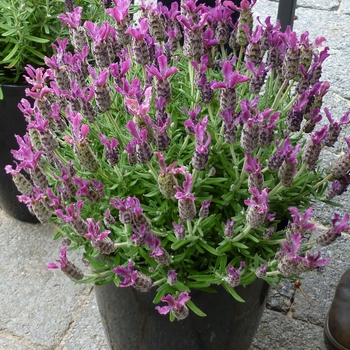 Lavandula stoechas 'Anouk Deep Rose' (126247)