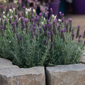 Lavandula stoechas 'Anouk Deep Rose' (126248)