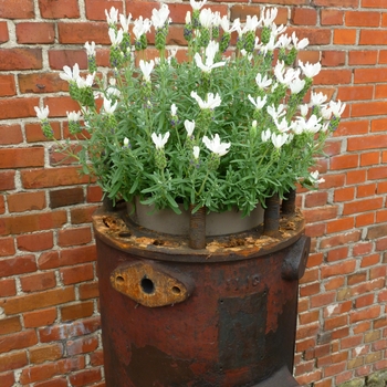 Lavandula stoechas Anouk 'White' (126251)