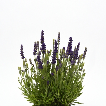 Lavandula angustifolia 'Blue Spear' (126252)